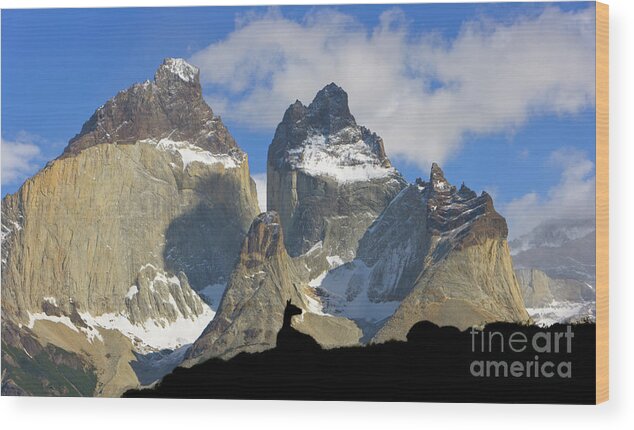 00345708 Wood Print featuring the photograph Guanaco and Cuernos del Paine #2 by Yva Momatiuk John Eastcott