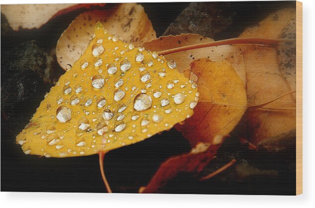 Leaves Wood Print featuring the photograph H20..passengers by Al Swasey