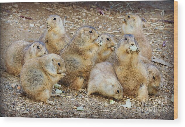 Prairie Dog Wood Print featuring the photograph Happy Thanksgiving by Chris Scroggins