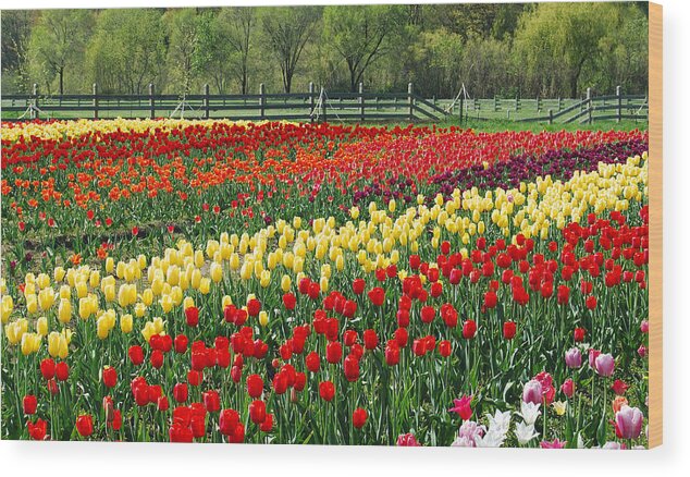 Tulip Wood Print featuring the photograph Holland Tulip Fields by Michael Peychich
