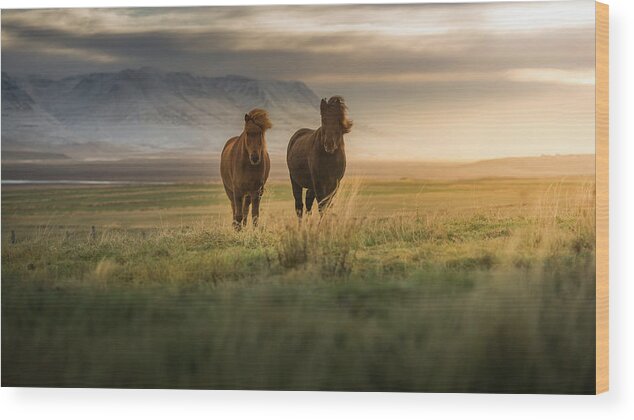 Horse Wood Print featuring the photograph Icelandic Horses On The Field by Coolbiere Photograph