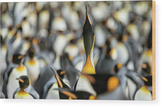 Penguin Wood Print featuring the photograph King Penguin Displaying by Joan Gil Raga