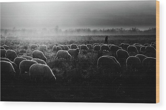 Sheep Wood Print featuring the photograph Let It Be Light! by Marius Cintez?