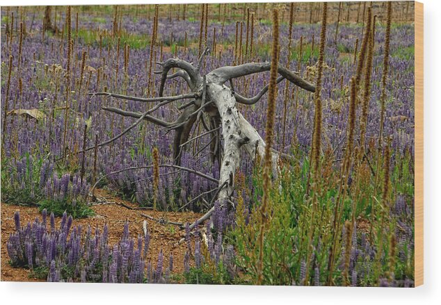 Lupine Wood Print featuring the photograph Life Goes On by Donna Blackhall