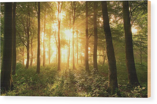 Light Wood Print featuring the photograph Light In The Forest. by Leif L?ndal