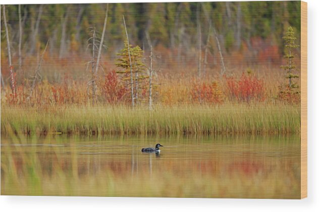 Alberta Parks Wood Print featuring the photograph Loon Gavia Immer Swimming On Talbot by Ron Harris