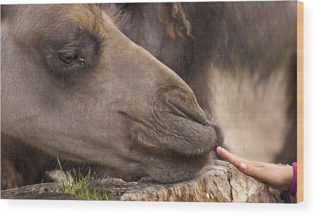 Camel Wood Print featuring the photograph Making friends by Inge Riis McDonald