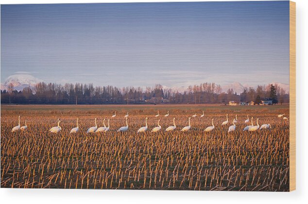 Birds Wood Print featuring the photograph March of the Swans by Mary Lee Dereske