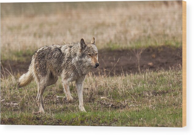Wolf Wood Print featuring the photograph Middle Gray by Kevin Dietrich