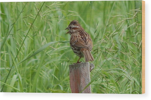 Sparrow Wood Print featuring the photograph Mighty Sparrow by Kimberly Woyak