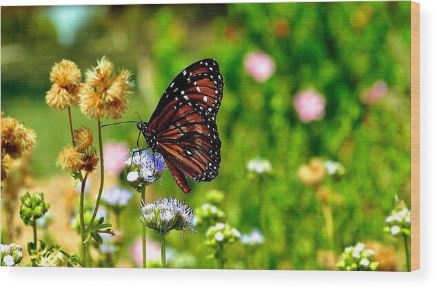 Butterfly Prints Wood Print featuring the photograph Monarch Butterfly by Kristina Deane