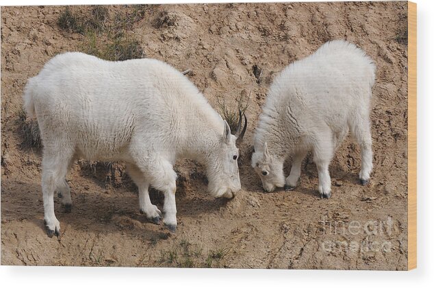 Mountain Goats Wood Print featuring the photograph Mountain Goats at the Salt Lick by Vivian Christopher