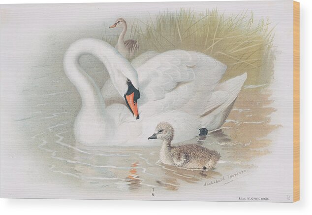 Animal Wood Print featuring the photograph Muter Swan With Young by Natural History Museum, London/science Photo Library