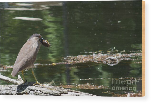 Nature Wood Print featuring the photograph Night Heron's Catch by Jale Fancey
