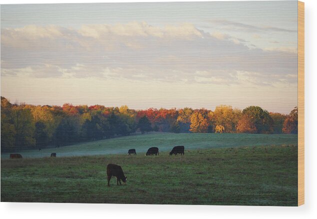 Cattle Wood Print featuring the photograph October Morning by Cricket Hackmann
