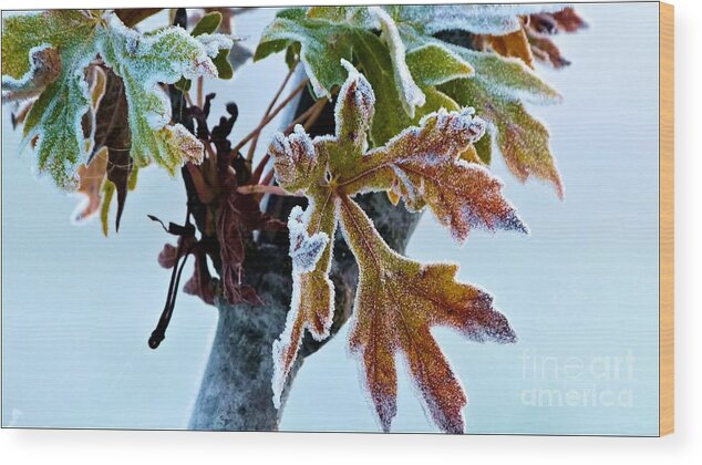 Weather Wood Print featuring the photograph Packetful Of Rime by Julia Hassett