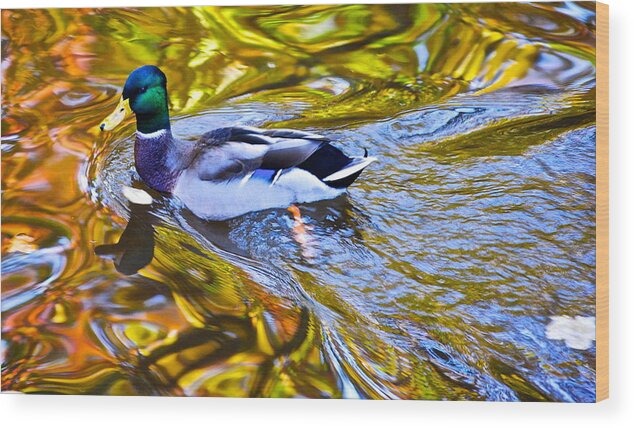 Mallard Wood Print featuring the photograph Passing Through by Frozen in Time Fine Art Photography