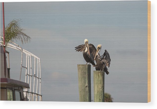 Wildlife Wood Print featuring the photograph Pelican Buddies by John M Bailey