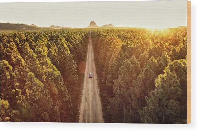 Outdoors Wood Print featuring the photograph Pine Forest by Flyfilm.tv