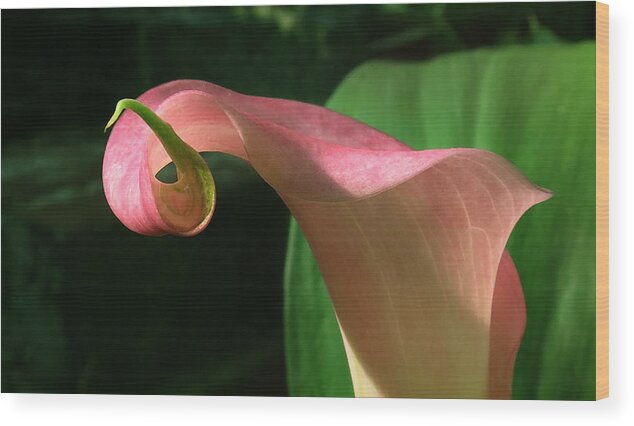 Calla Wood Print featuring the photograph Pink Curve by Deborah Smith