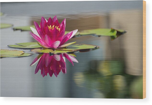Waterlily Wood Print featuring the photograph Pink Water Lily by Stacy Abbott