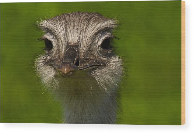 Alligators Wood Print featuring the photograph Pretty Bird I by Kathi Isserman