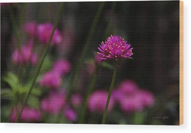 Pink Wood Print featuring the photograph Pretty in Pink by Yvonne Wright