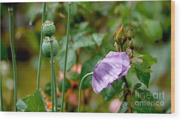 Mohn Wood Print featuring the photograph Purple Papaver rhoeas - Poppy by Eva-Maria Di Bella