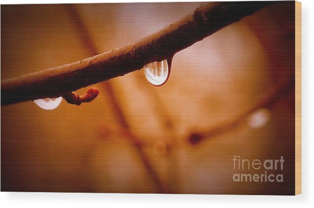 Raindrops Simplicity Wood Print featuring the photograph Raindrops Simplicity by Susan Garren