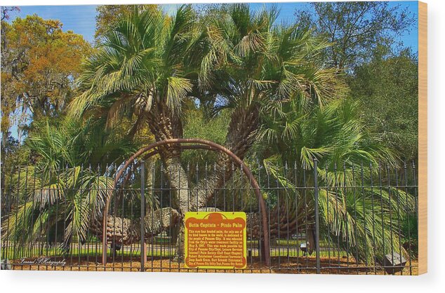 Palm Tree Wood Print featuring the photograph Rare Palm Tree by Debra Forand