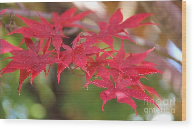 Red Leaves Wood Print featuring the photograph Red leaves on Panorama by Yumi Johnson