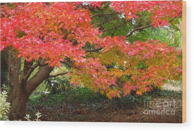 Tree Wood Print featuring the photograph Red Maple Tree by Anita Adams