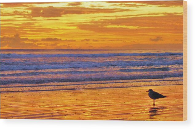 Beach Photographs Wood Print featuring the photograph Seagull's Sunrise Solitude by Danny Mongosa