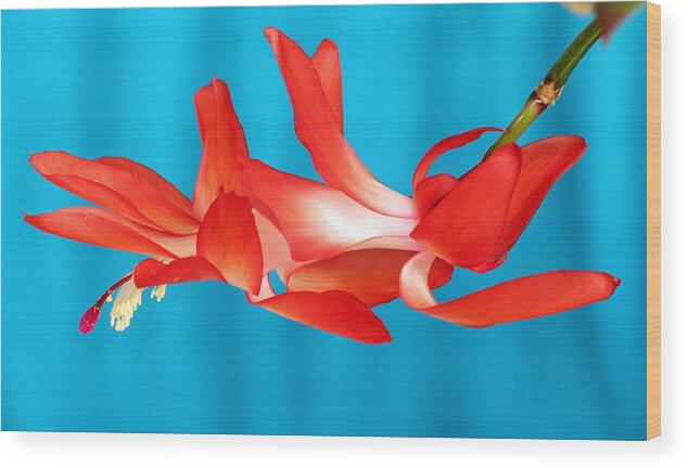 Christmas Cactus Wood Print featuring the photograph Single Red Bloom by E Faithe Lester