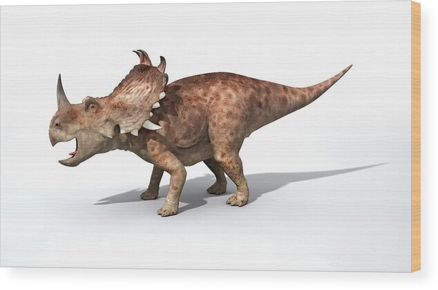 Sinoceratops Wood Print featuring the photograph Sinoceratops Male Dinosaur by Jose Antonio Penas/science Photo Library