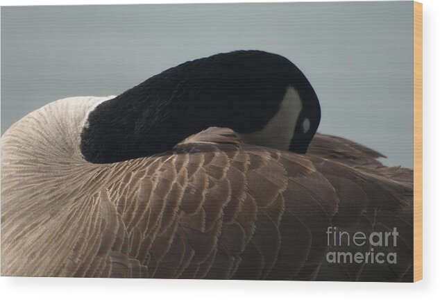 Canada Goose Wood Print featuring the photograph Sleeping Canada Goose by Jacklyn Duryea Fraizer