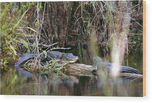 Gator Wood Print featuring the photograph Smiles From Florida by David Weeks