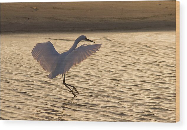 Bird Wood Print featuring the photograph Snowy Egret Touchdown by Brian Wright