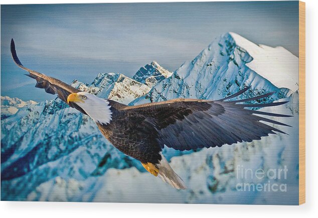 Eagle Wood Print featuring the photograph Soaring Bald Eagle by Gary Keesler