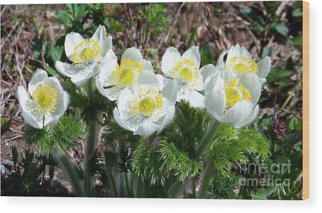 Anemone Wood Print featuring the photograph Spring Anemone by Charles Robinson