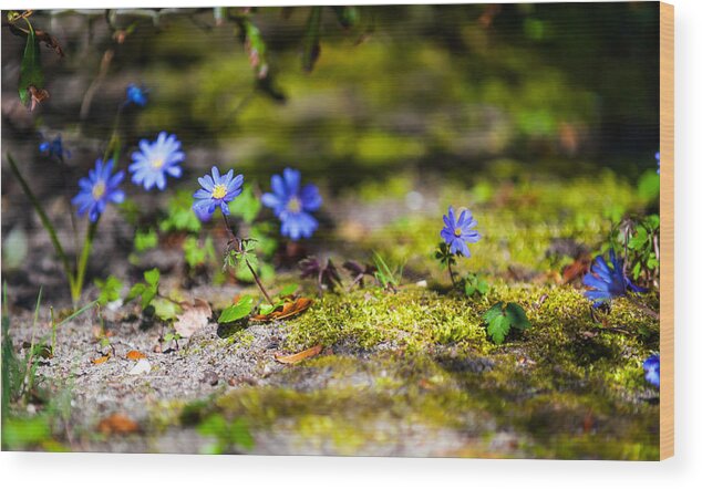 Jenny Rainbow Fine Art Photography Wood Print featuring the photograph Spring Wild Flowers by Jenny Rainbow