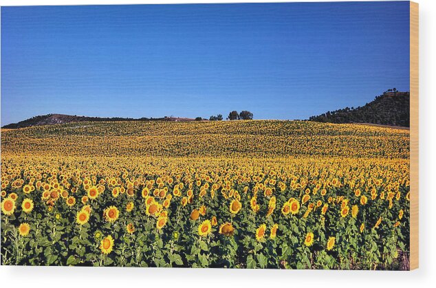 Petal Wood Print featuring the photograph Sunflowers by Pedro Fernandez