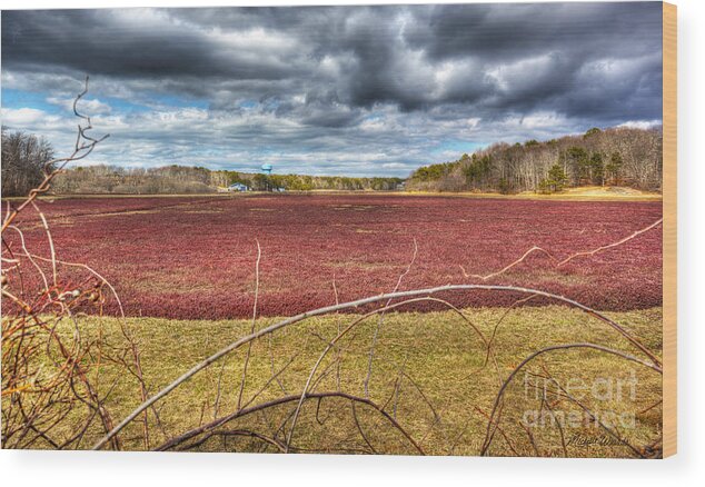 Sunlight On The Cranberry Bog Wood Print featuring the photograph Sunlight on the Cranberry Bog by Michelle Constantine