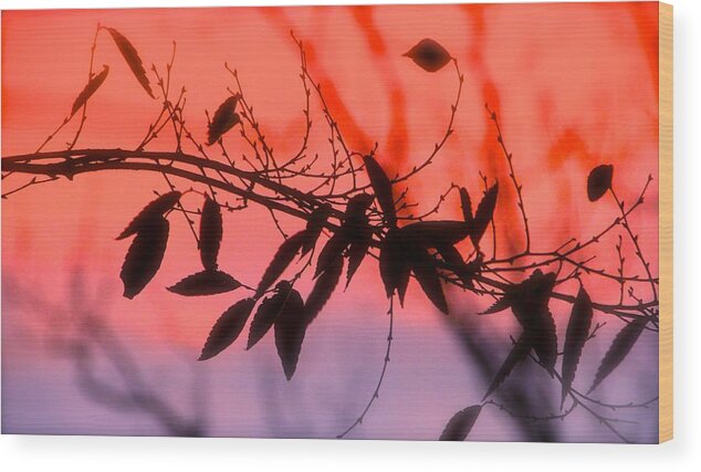 Nature Wood Print featuring the photograph Sunset Serenade by Tracy Male