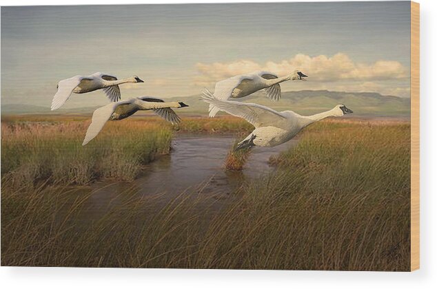 Swans Wood Print featuring the digital art Swans Aloft at Dawn by M Spadecaller