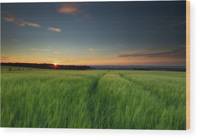 Tranquility Wood Print featuring the photograph Swaying Barley At Sunset by By Simon Gakhar