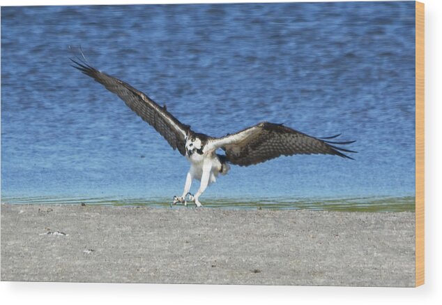 Wildlife Wood Print featuring the photograph Swooping Osprey by Kenneth Albin