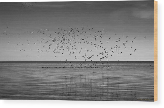Ducks Wood Print featuring the photograph Take Flight 3 by Peter Scott