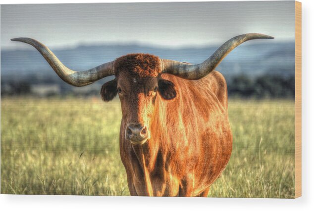 Texas Longhorn Wood Print featuring the photograph Texas Longhorn by Mark Langford