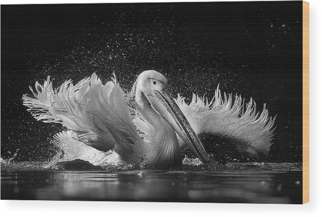 Pelican Wood Print featuring the photograph Untitled by C.s. Tjandra